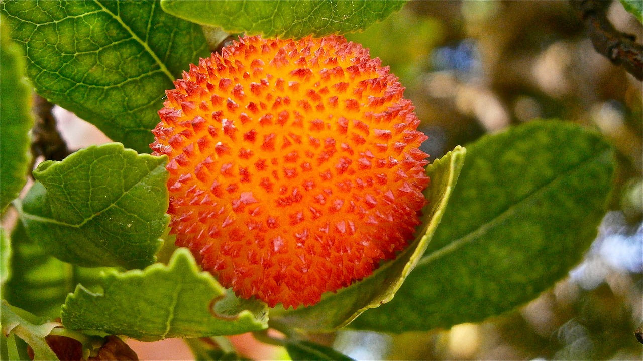 fruit strawberry tree tree free photo