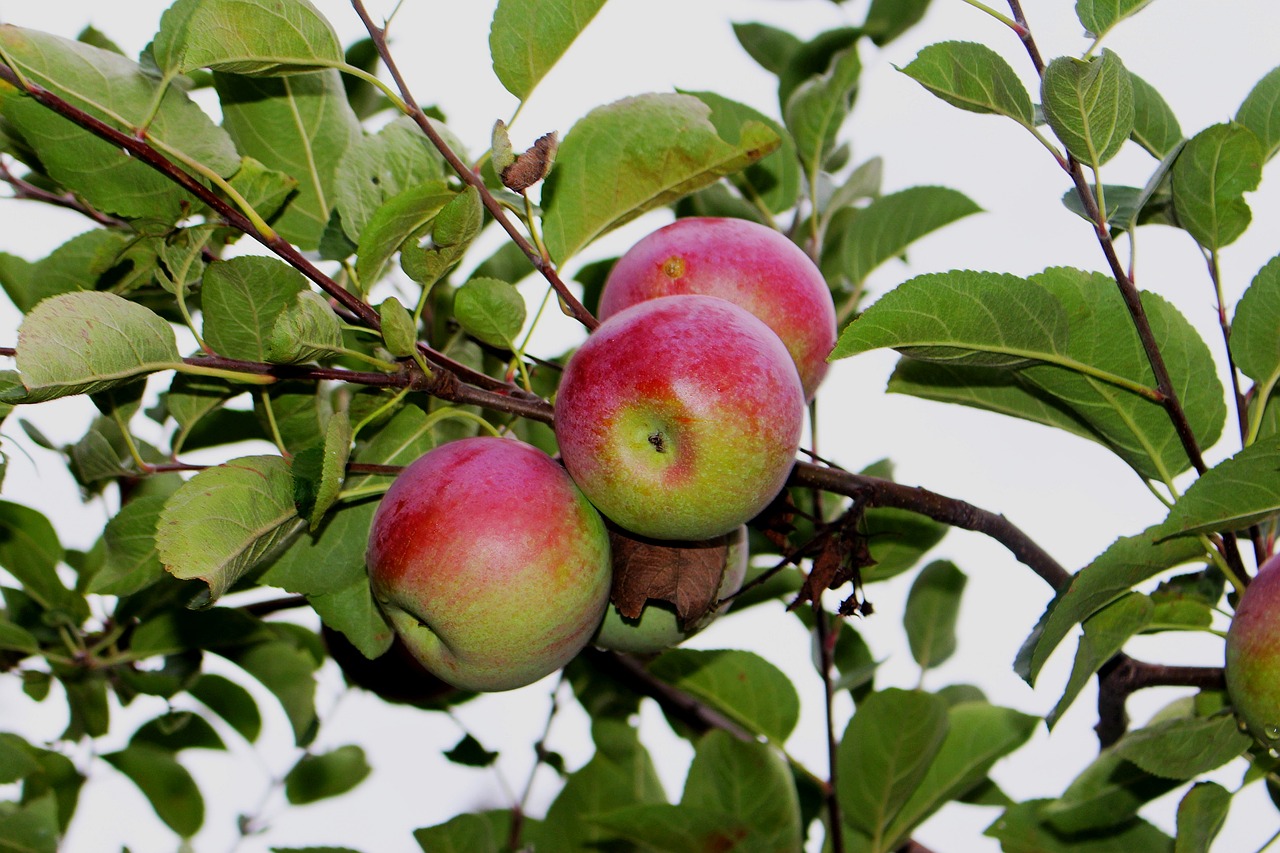 fruit apples sad free photo