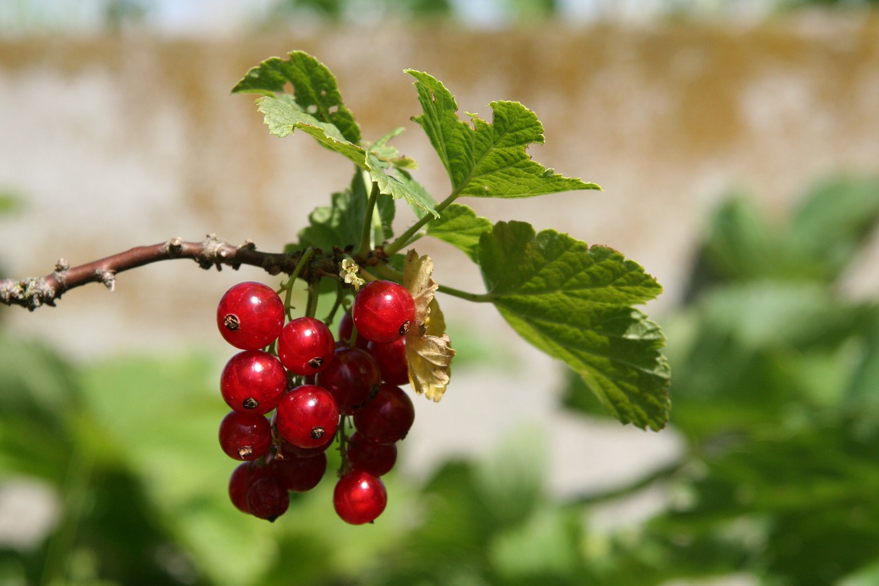 fruit currant shrub free photo