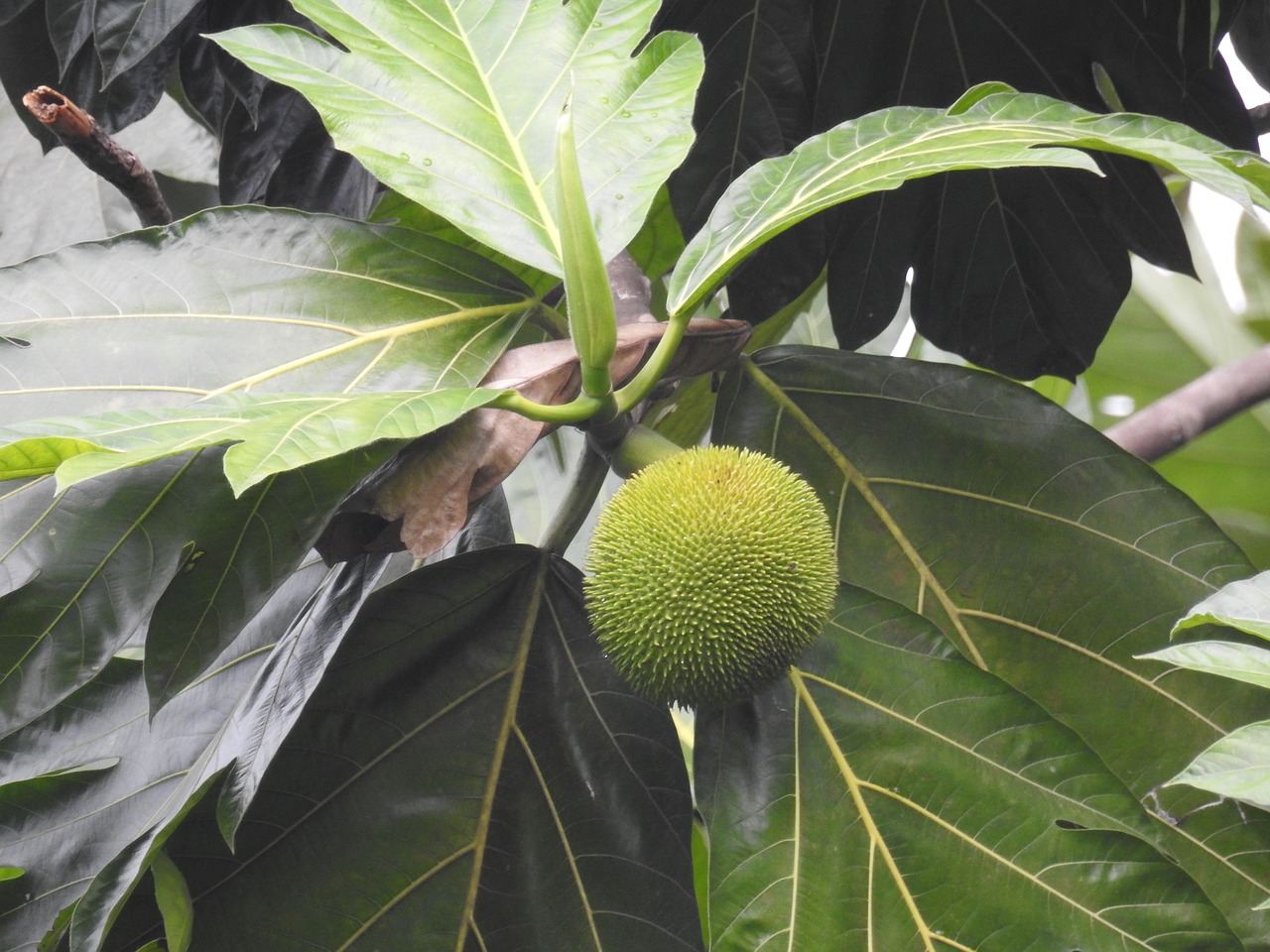 fruit jungle tree free photo