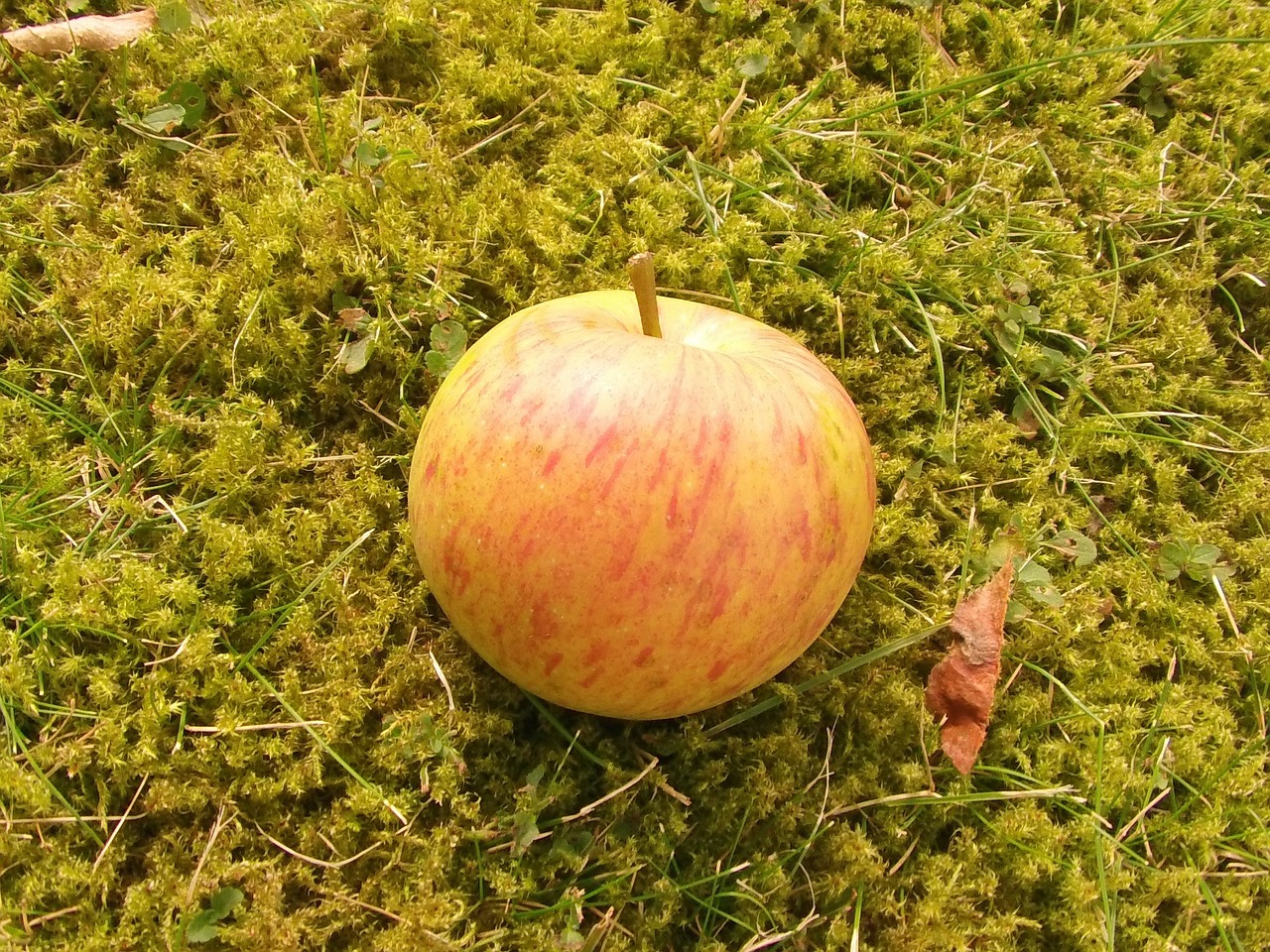 fruit apple boskop free photo