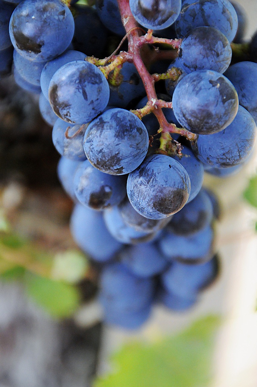 fruit blue grape free photo
