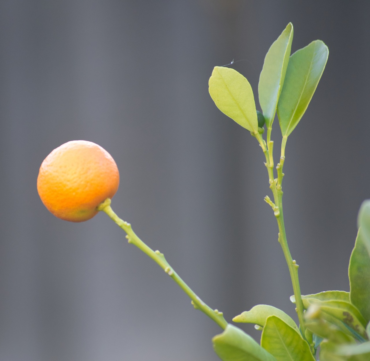 fruit orange cumquat free photo