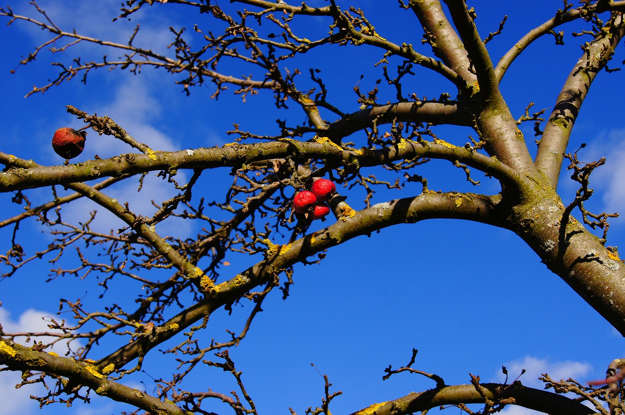 fruit apple apple tree free photo