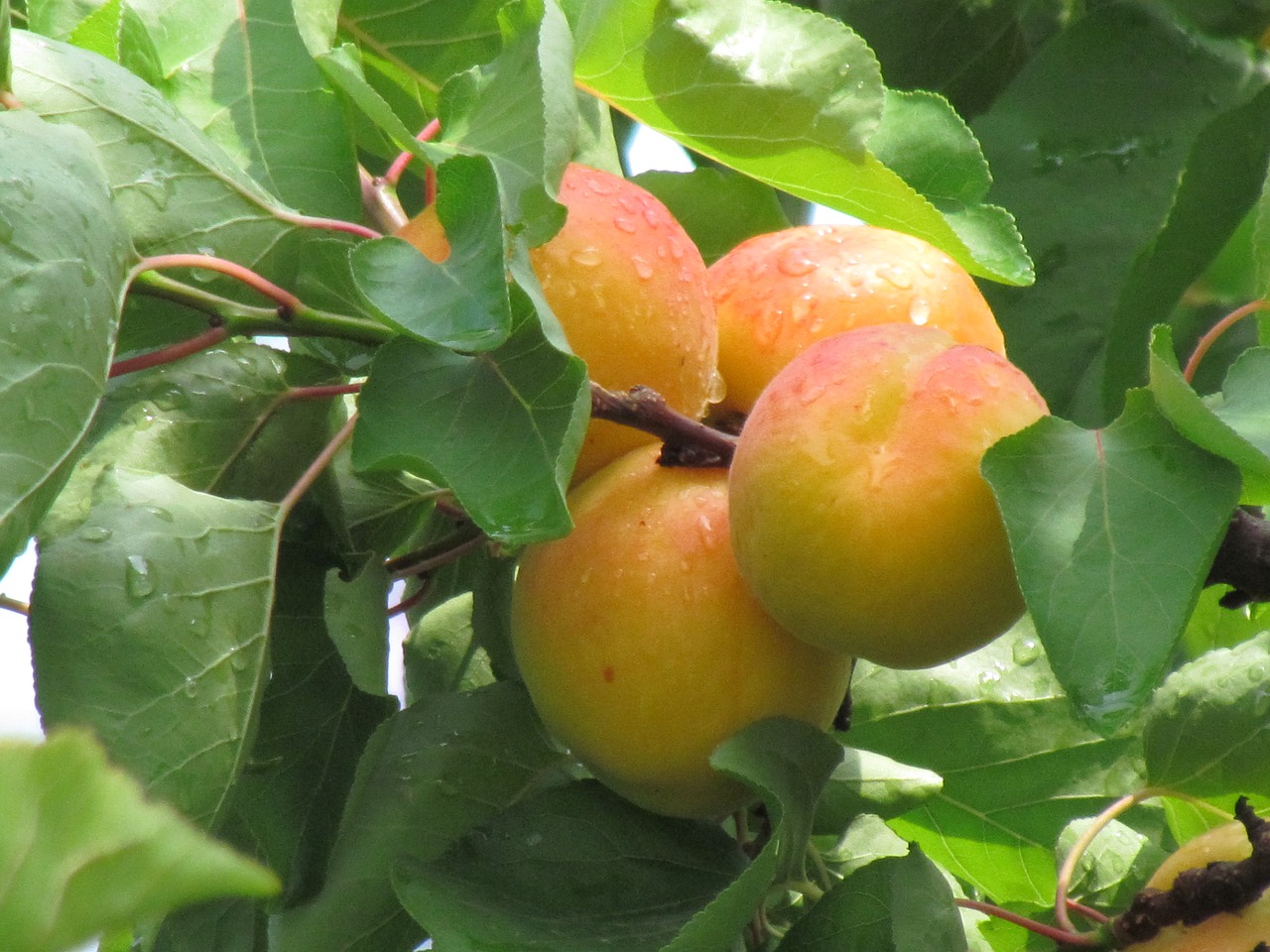 fruit peach fruits free photo