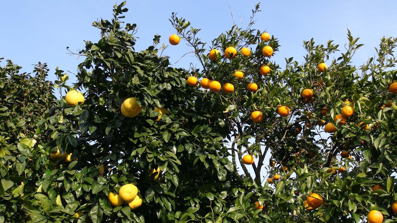 fruit orange wood free photo