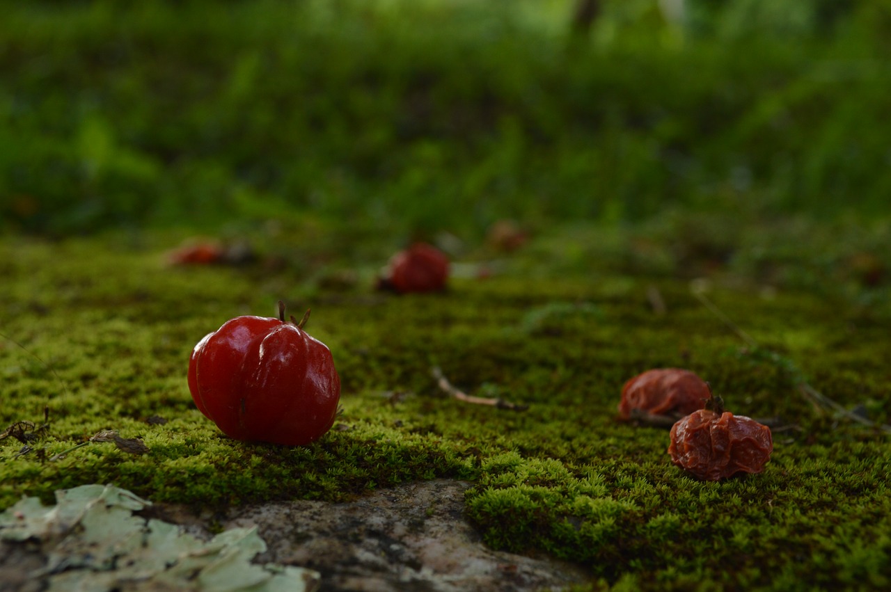 fruit red nature free photo