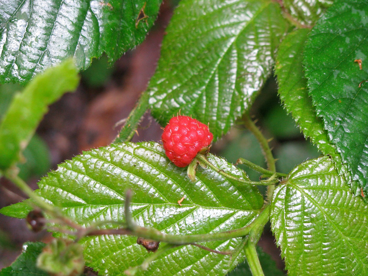 fruit berries raspberry free photo