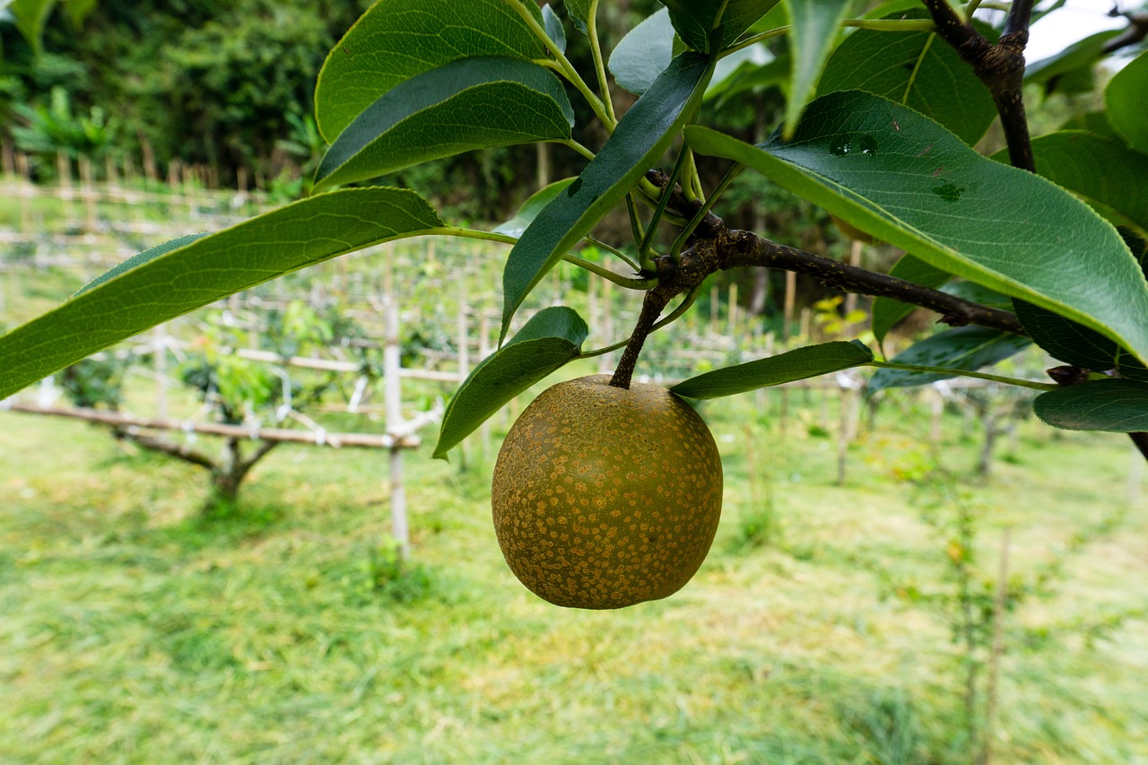 fruit peach farm free photo