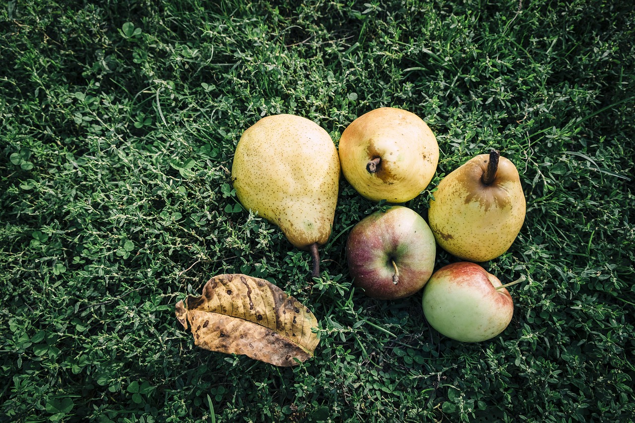fruit apple pear free photo