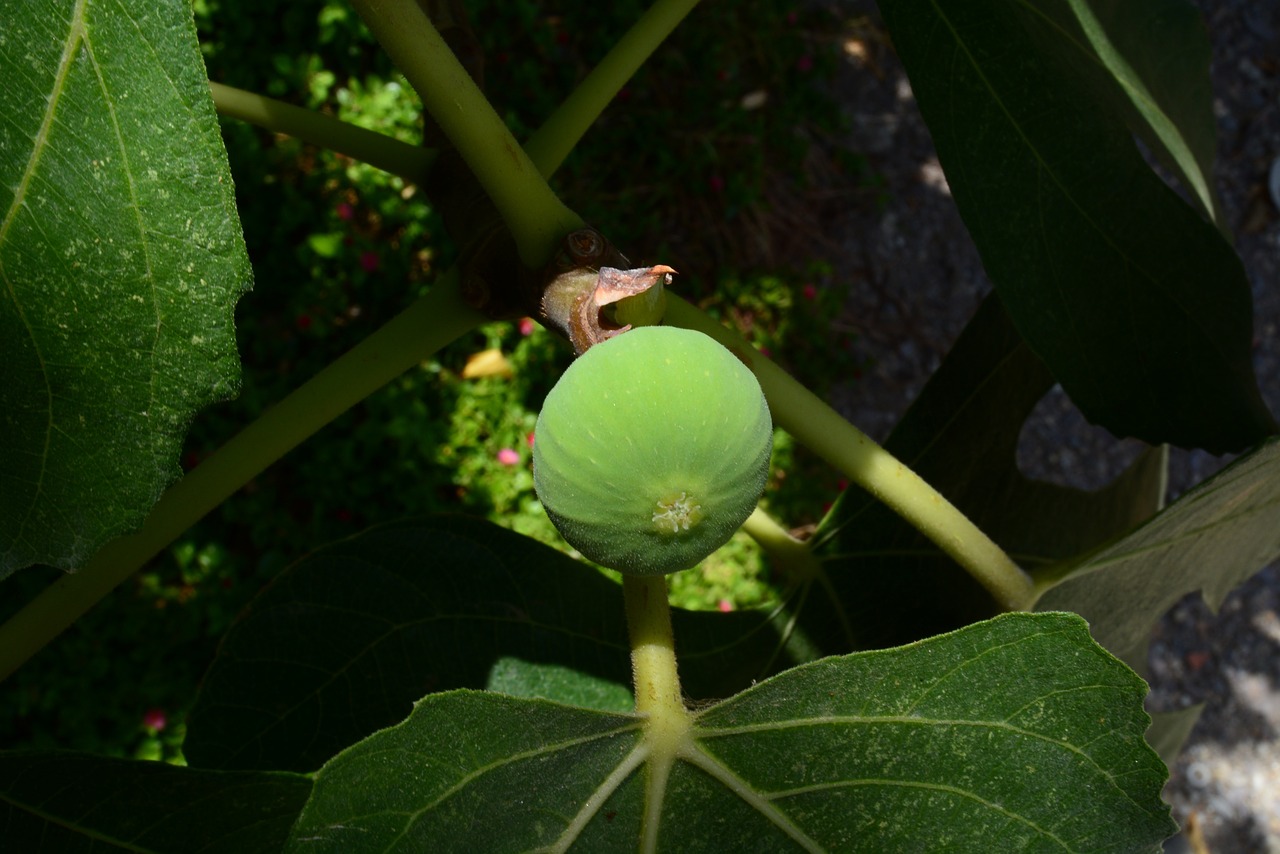 fruit green figs free photo
