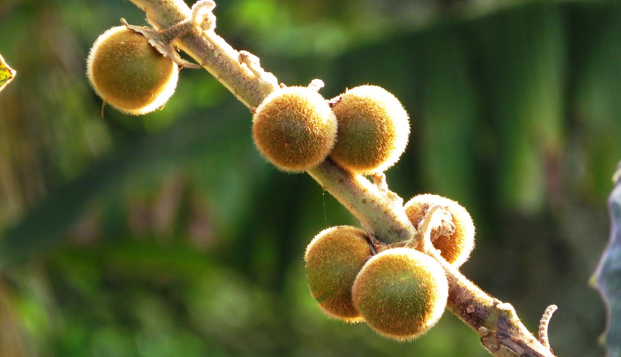 fruit tropical lulo free photo