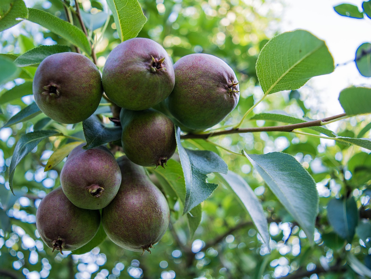 fruit pear summer free photo