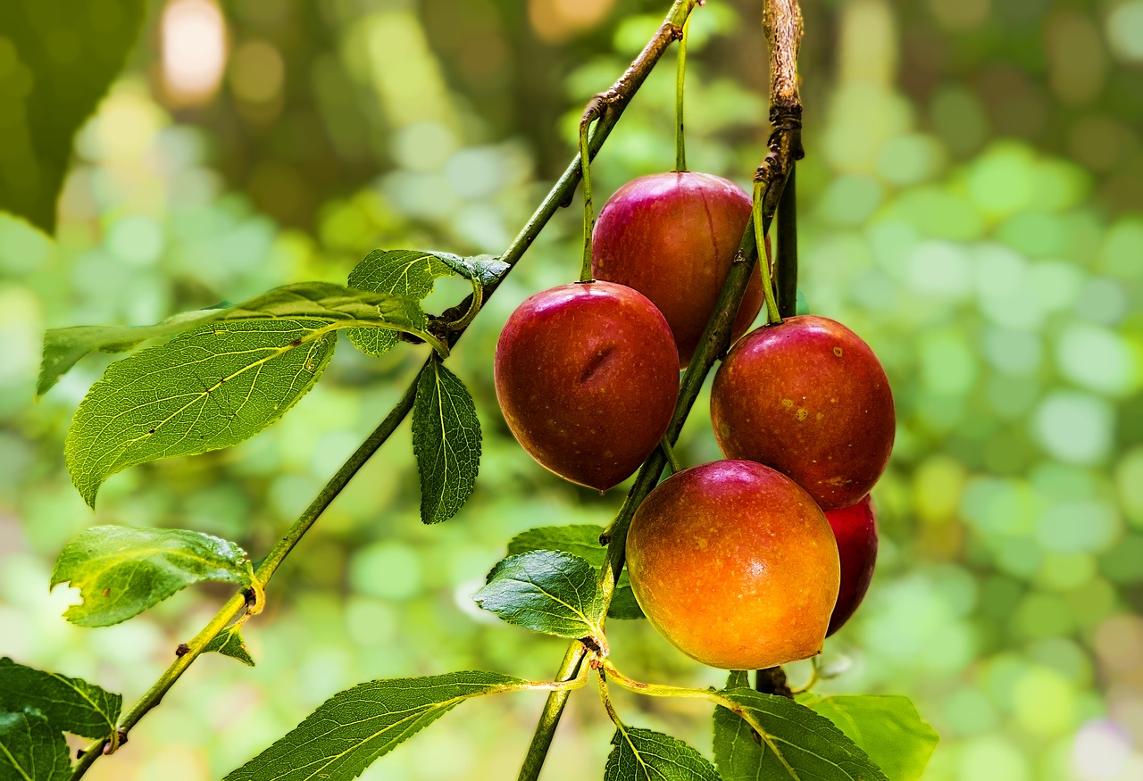 fruit red plant free photo