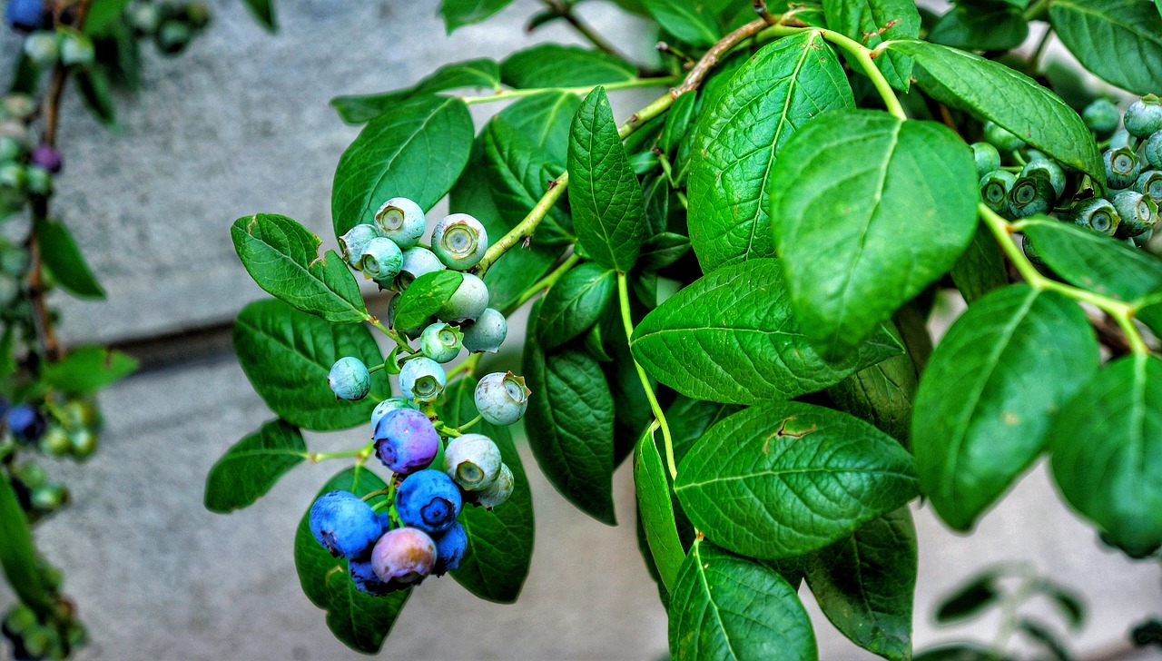 fruit blueberry plant free photo