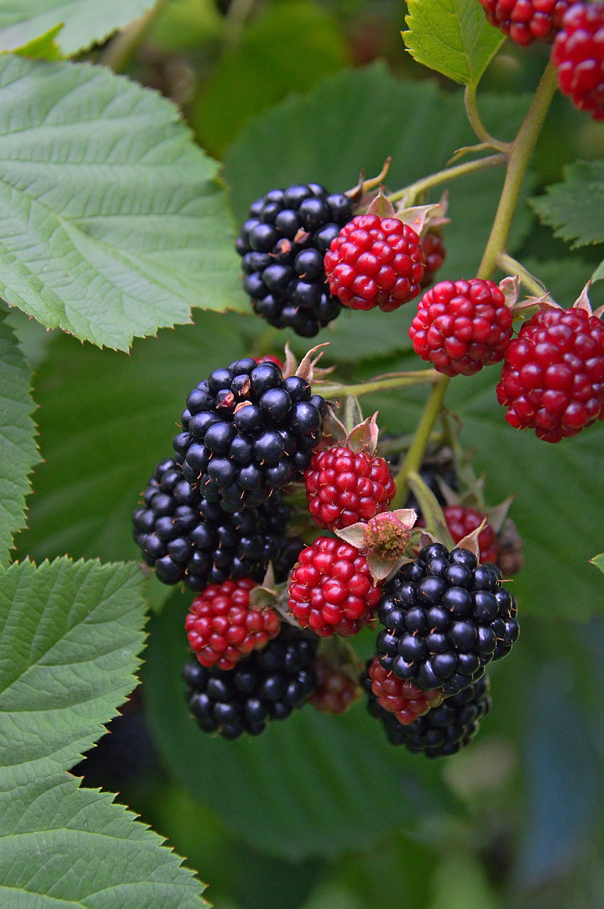 fruit blackberry berry free photo