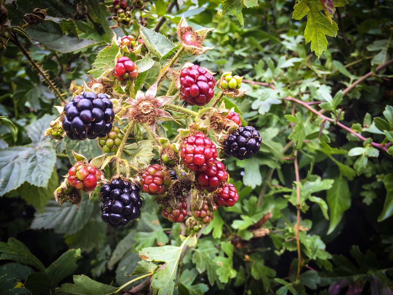 fruit hedgerow nature free photo