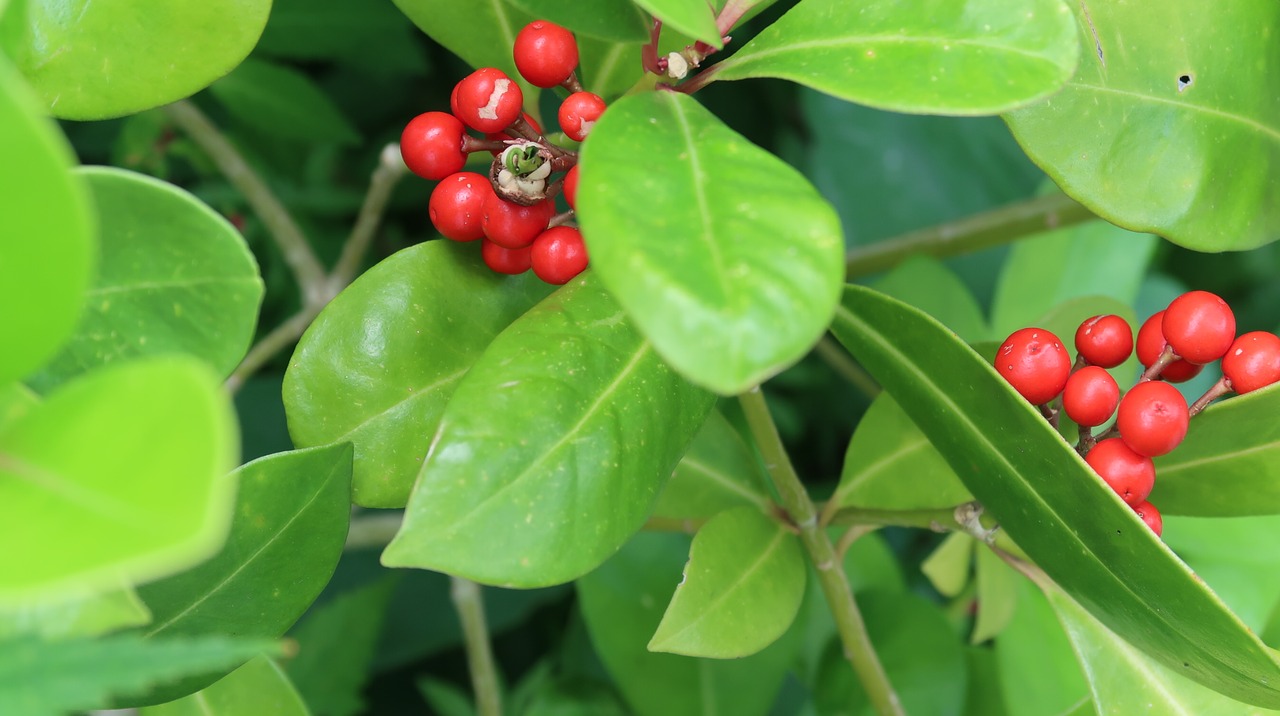 fruit garden plants free photo