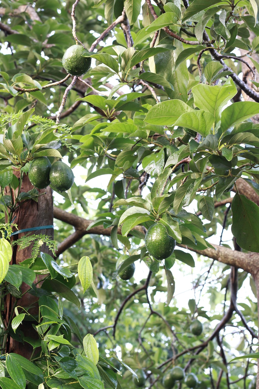 fruit tree green free photo