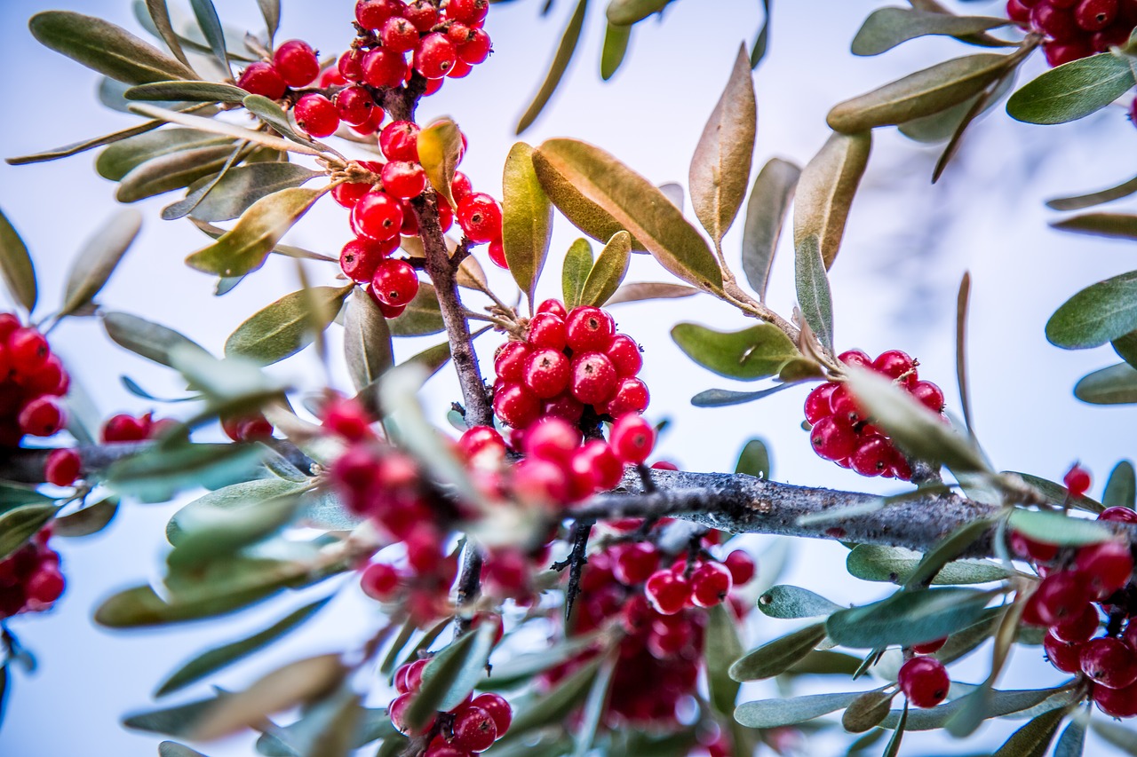 fruit nature sweet free photo