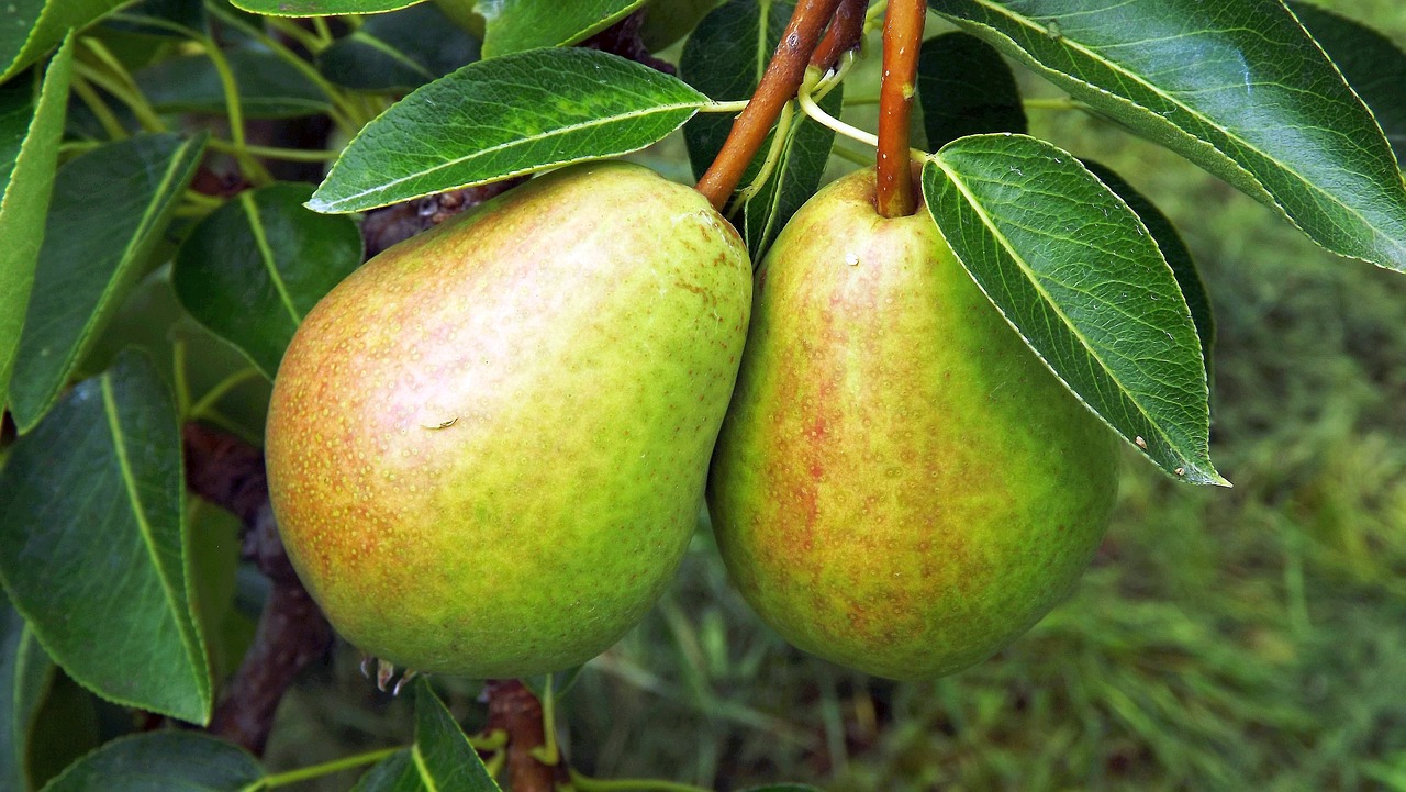 fruit pears sad free photo