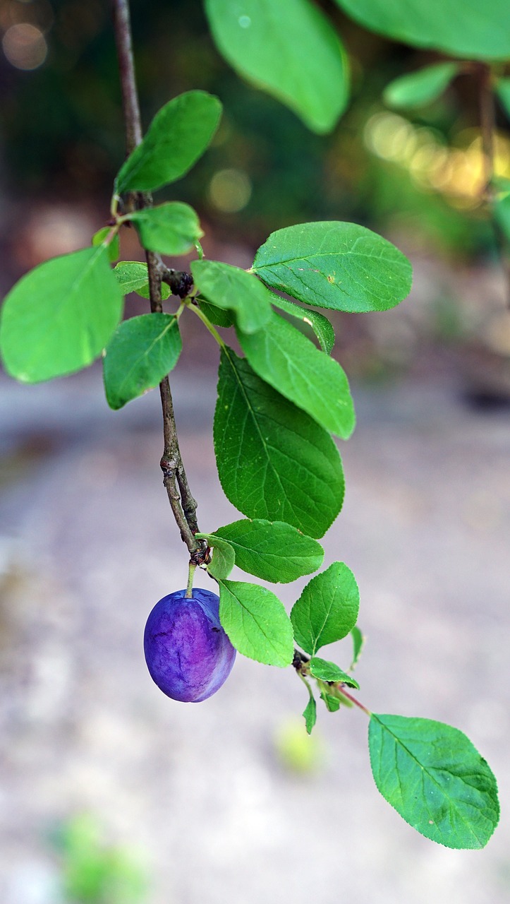 fruit hanging plant free photo