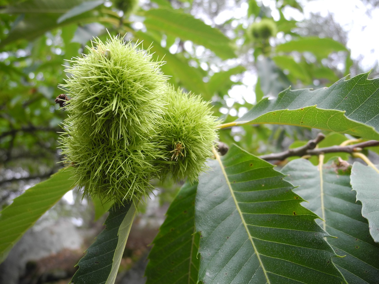 fruit hull chestnuts free photo