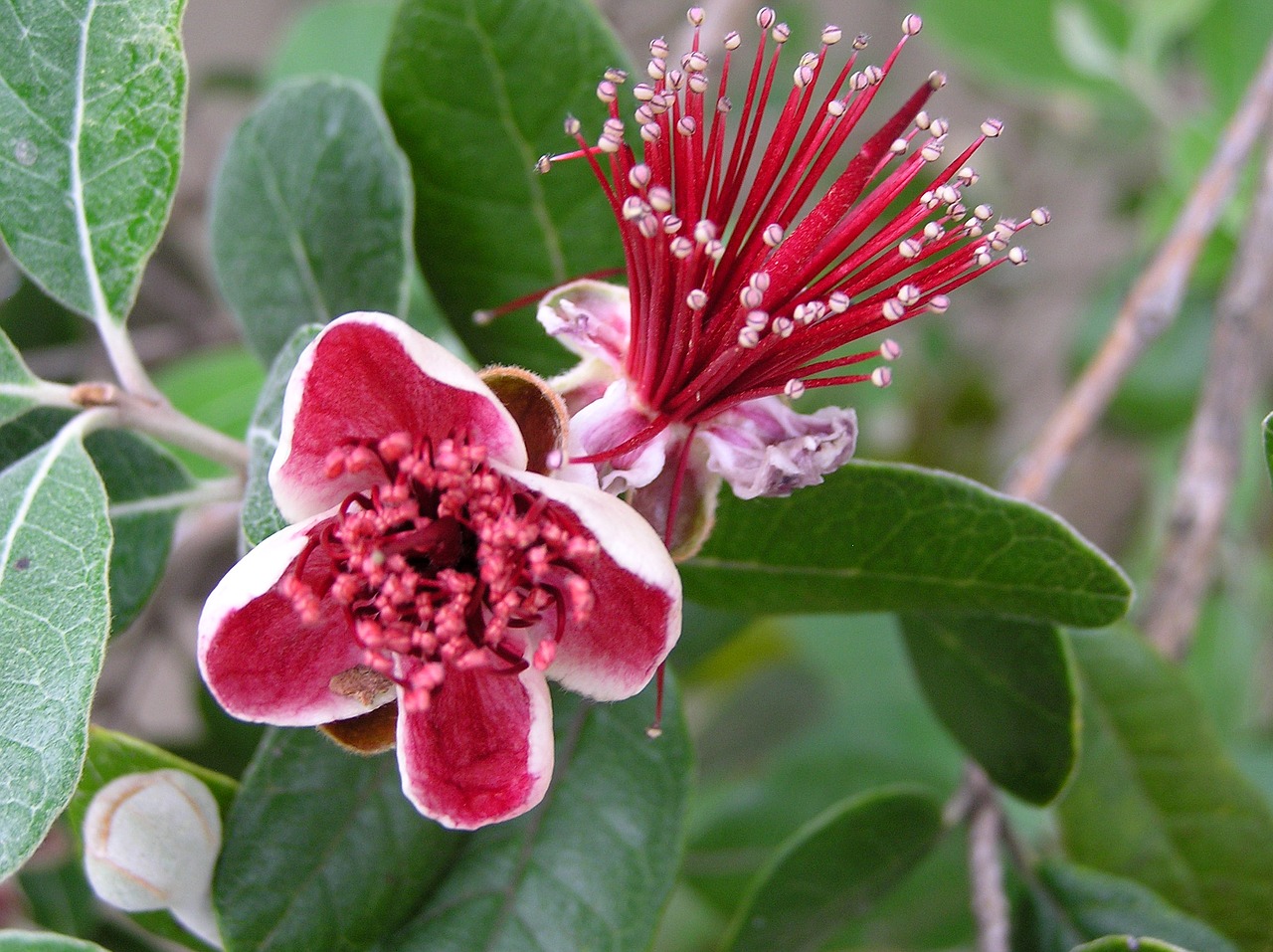 fruit tree blossom free photo