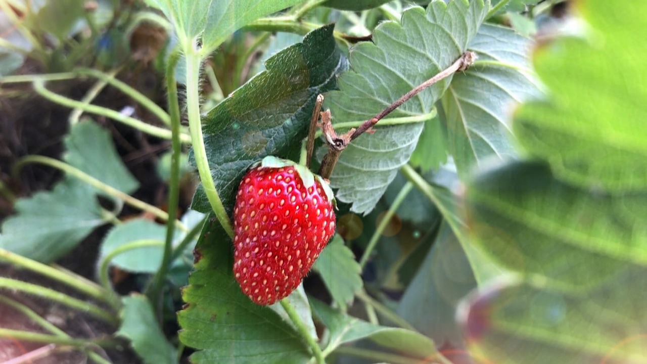 fruit strawberry fruits free photo