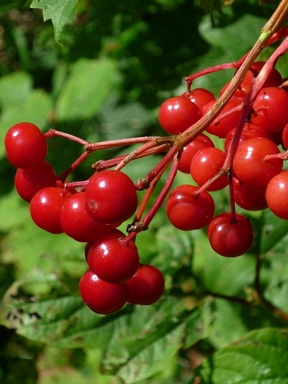 fruit red wild shrub free photo