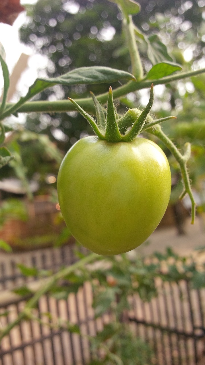 fruit organic tomatoes indonesian free photo