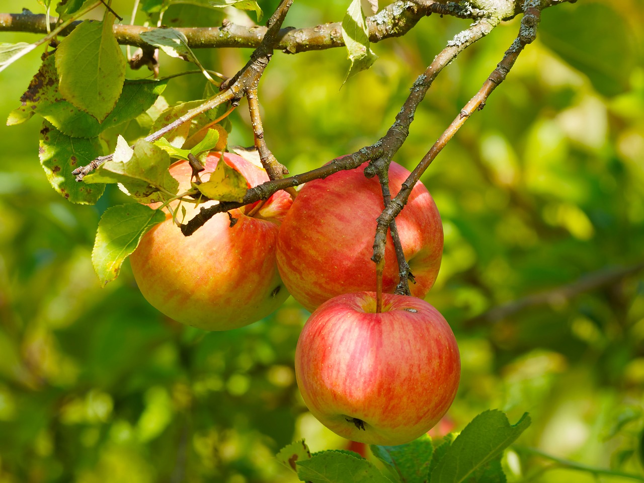 fruit nature apples free photo