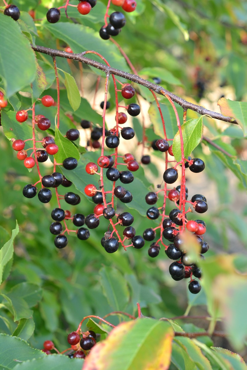 fruit group the bunches free photo