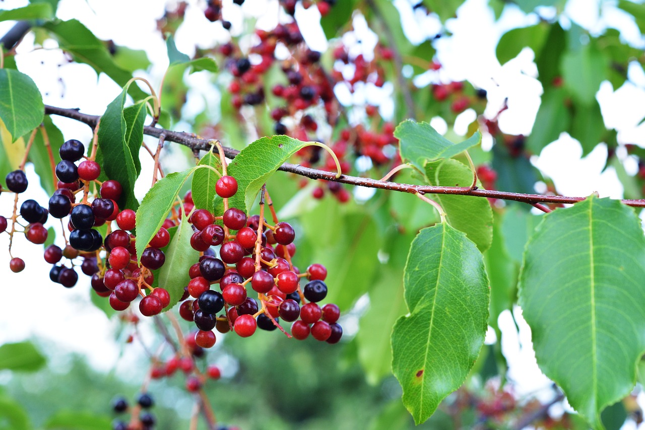 fruit group the bunches free photo