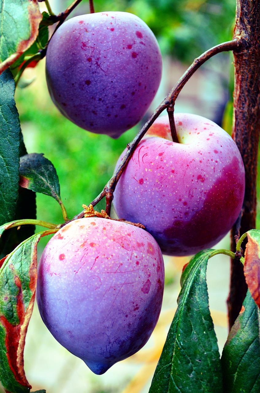 fruit plums salento free photo