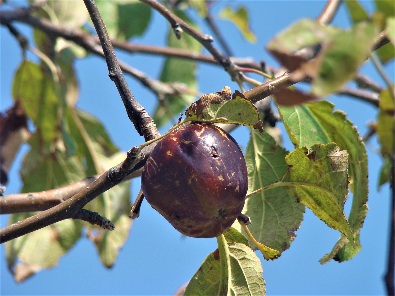 fruit nature garden free photo