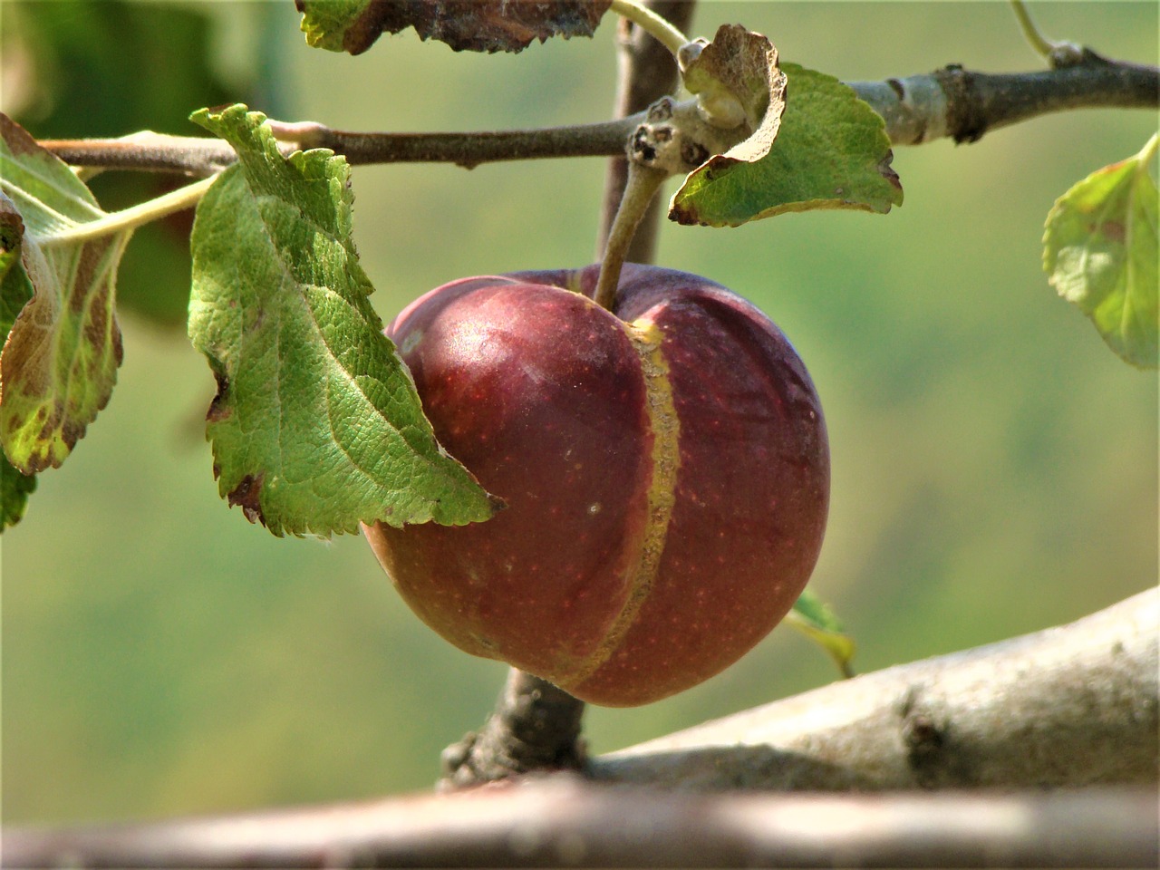 fruit nature garden free photo