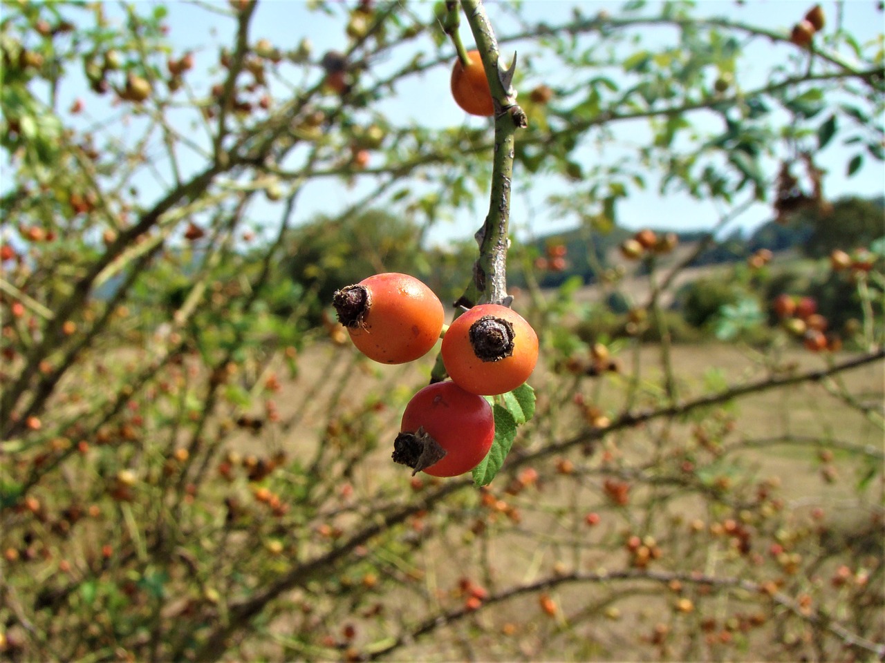 fruit nature rosehip free photo