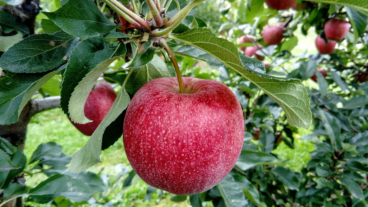 fruit apple fruit growing free photo
