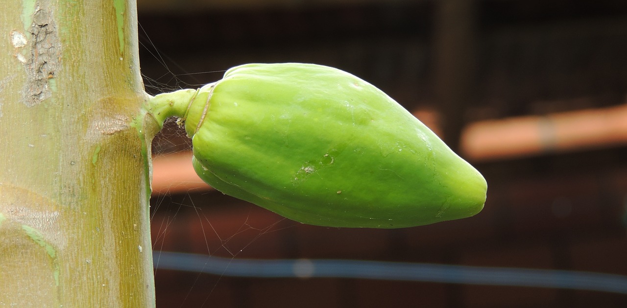 fruit nature papaya free photo