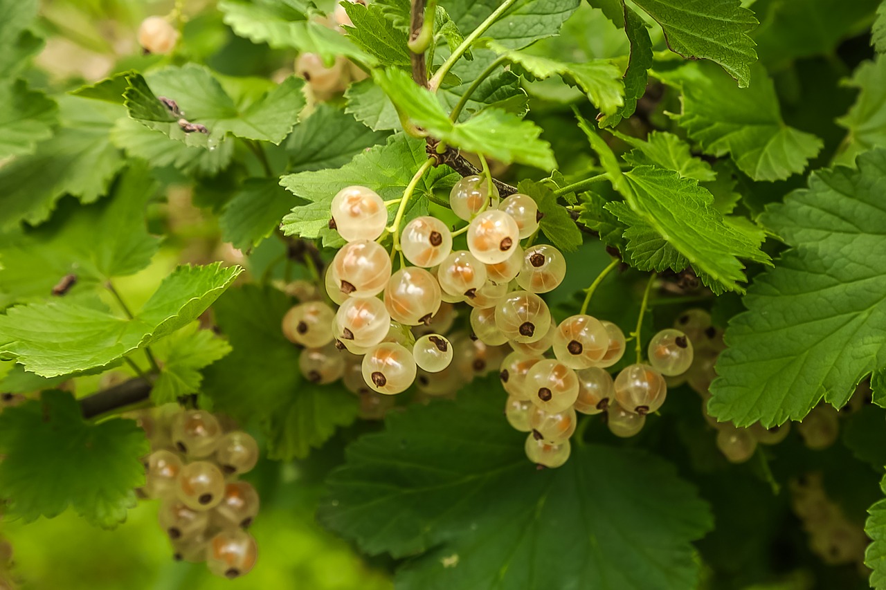 fruit currant garden free photo