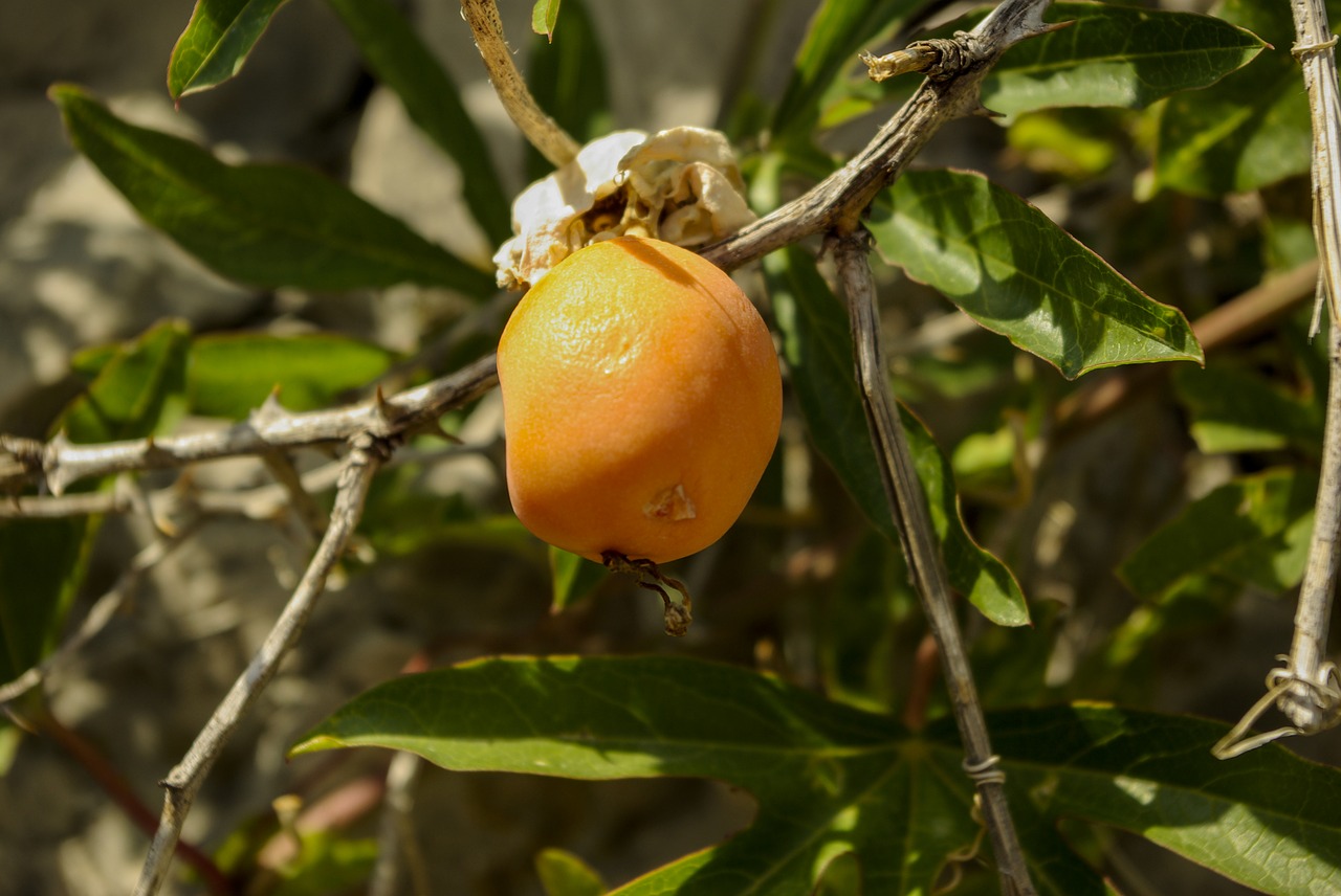 fruit nature plant free photo