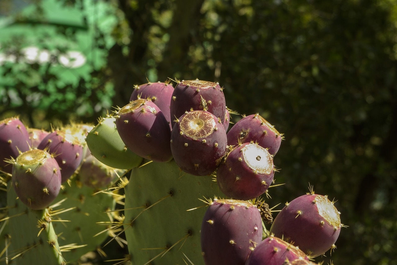 fruit cactus prickly pear free photo