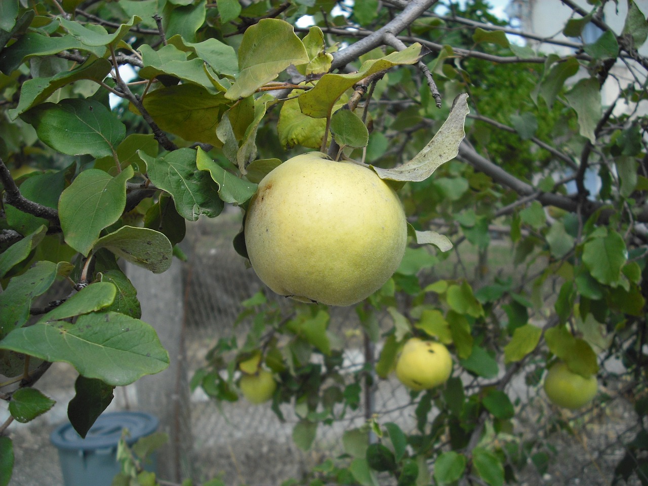 fruit garden fruit tree free photo