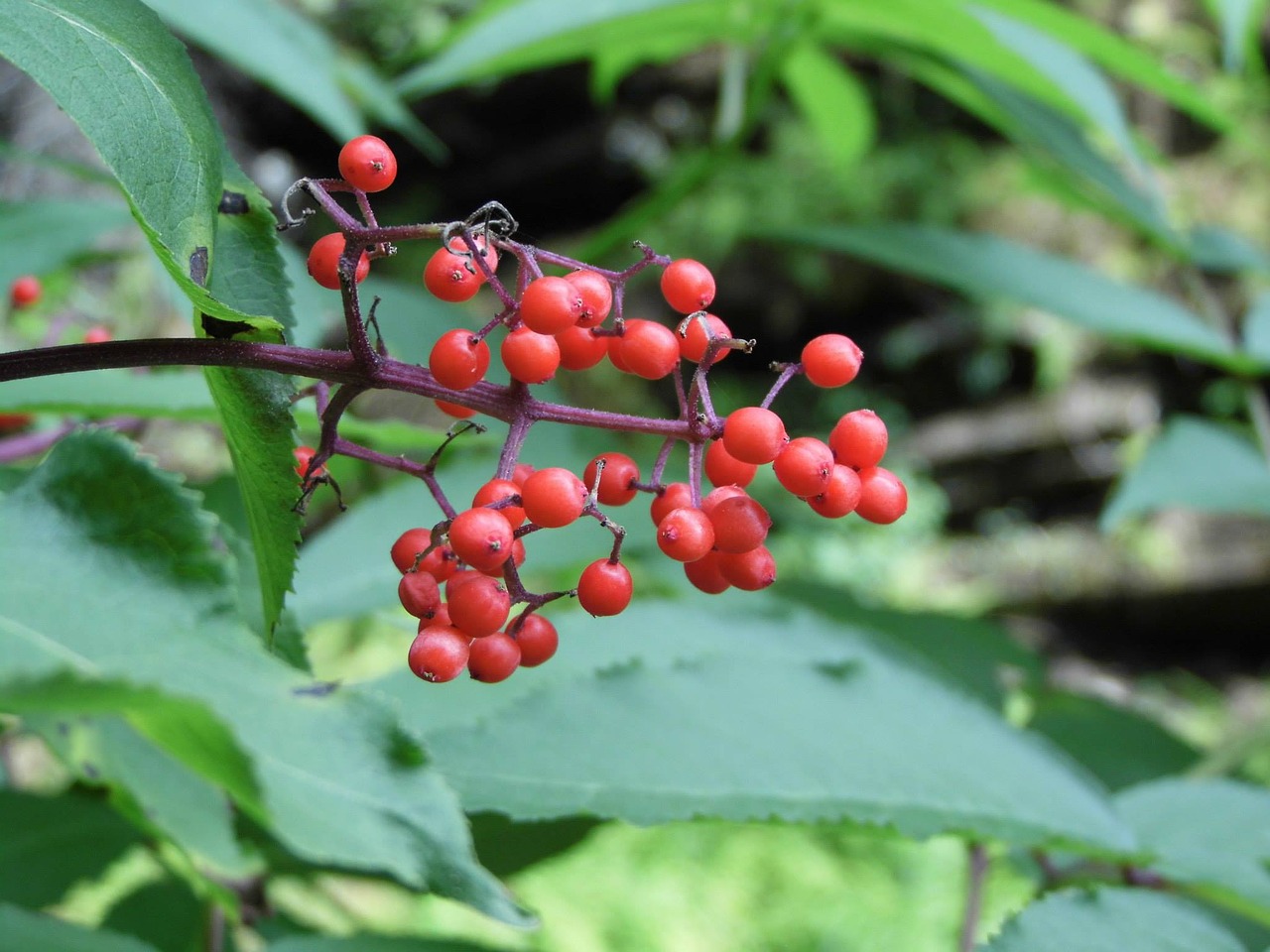 fruit leaf red free photo