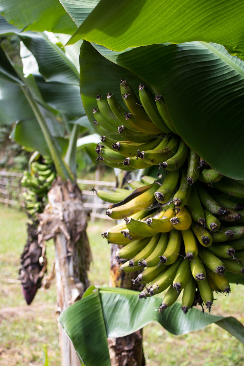 fruit banana azores free photo