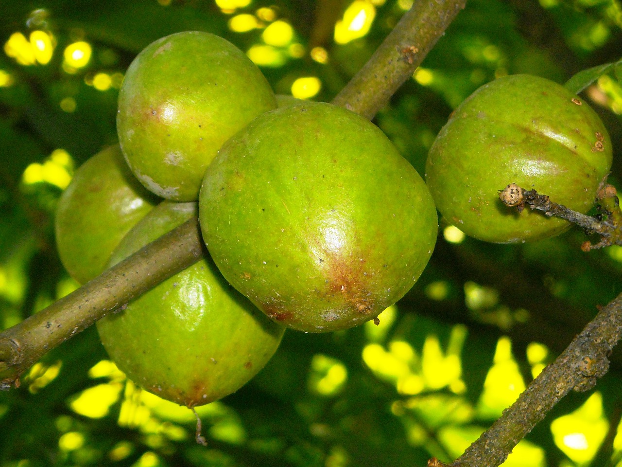 fruit benahong green free photo