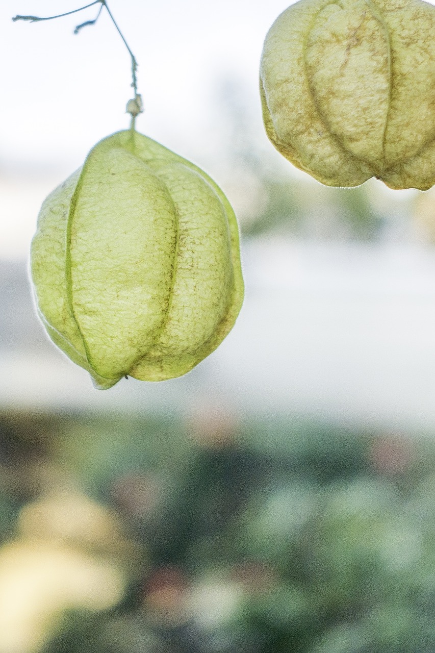 fruit leaf vegetable free photo