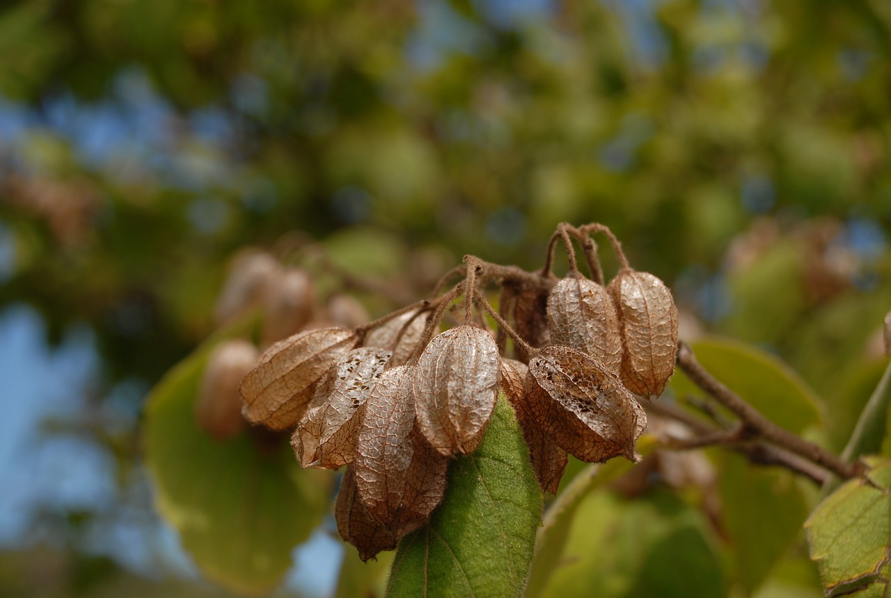 fruit nature plant free photo