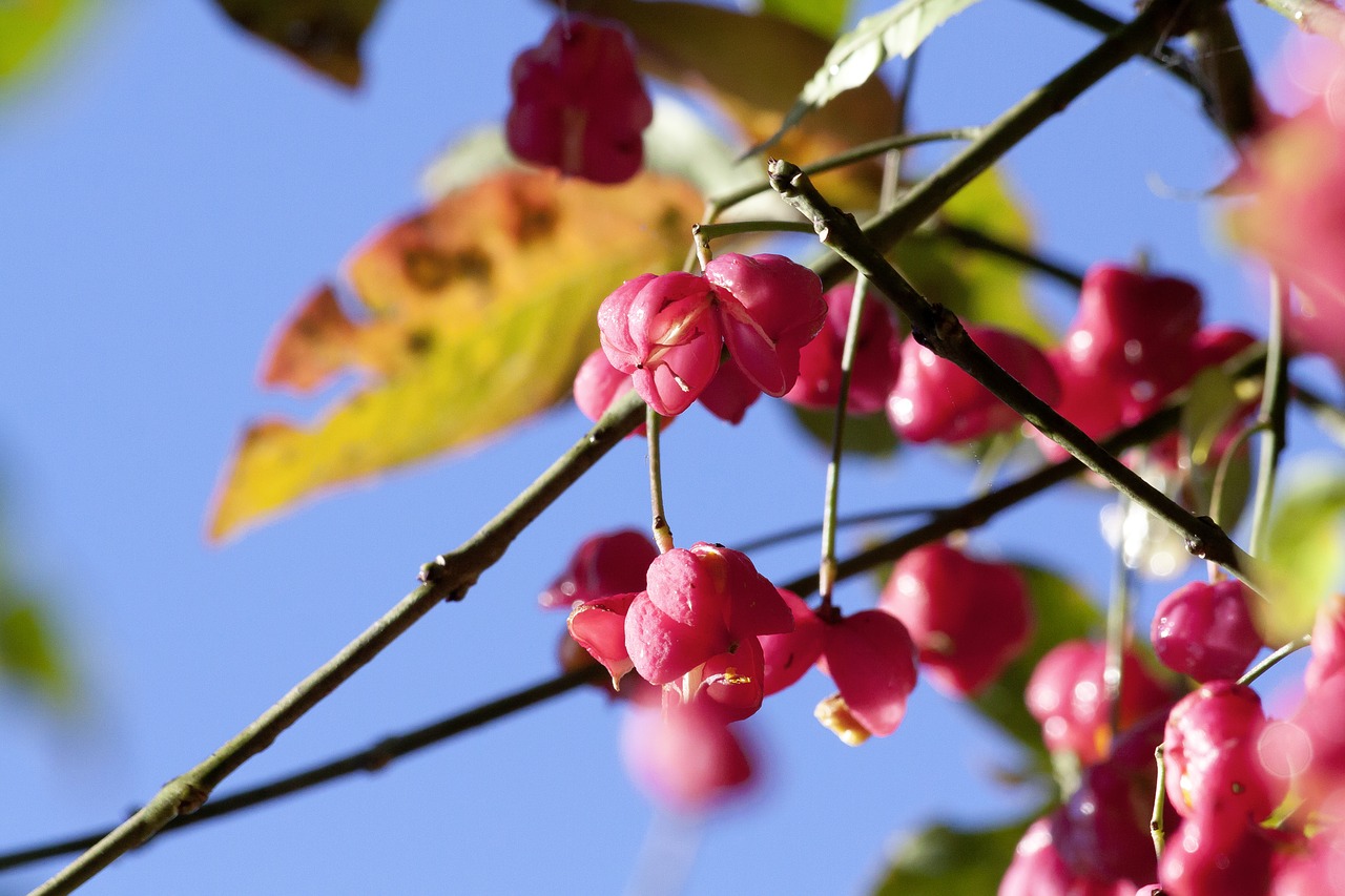 fruit seeds boll free photo